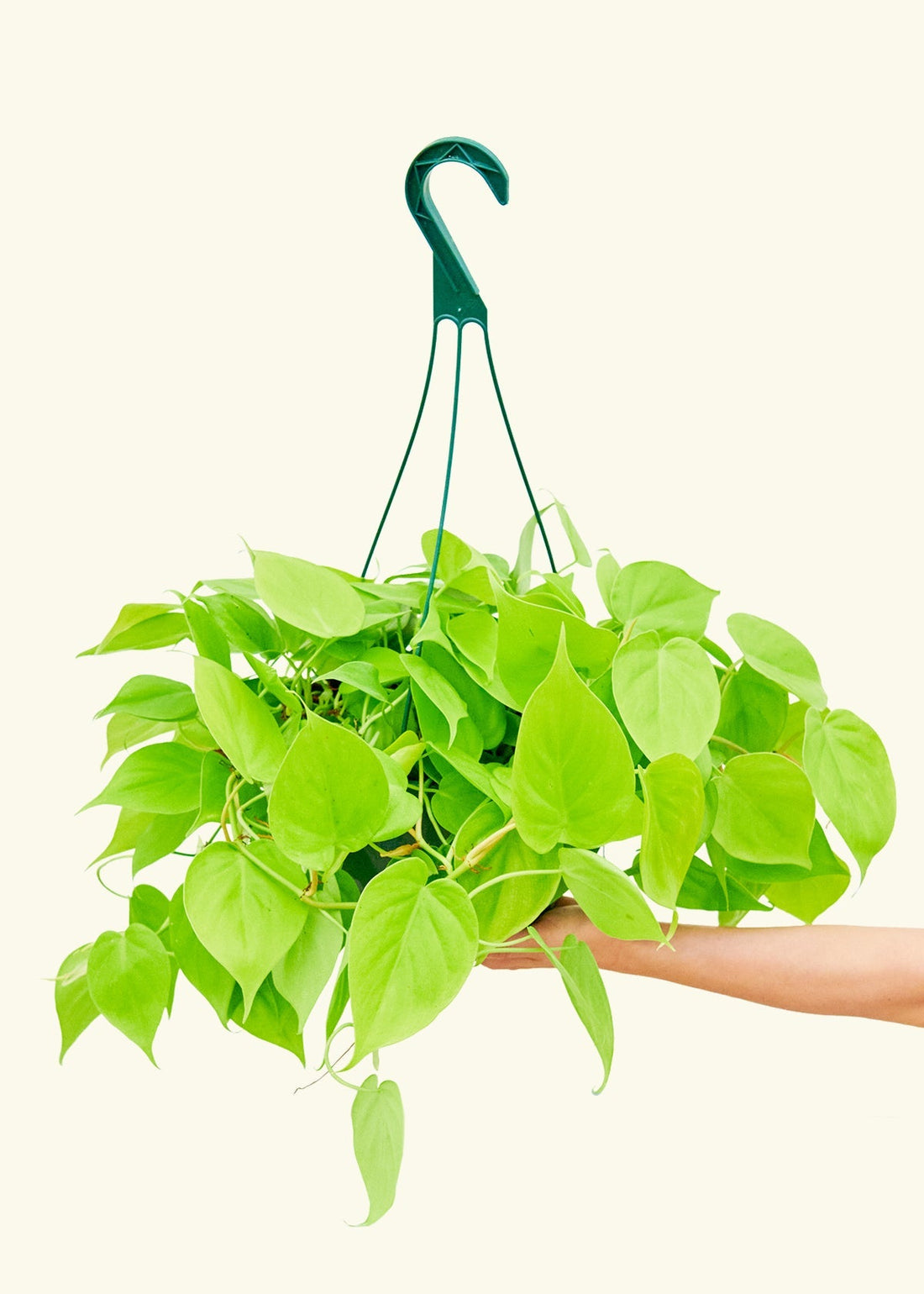 Large Philodendron &