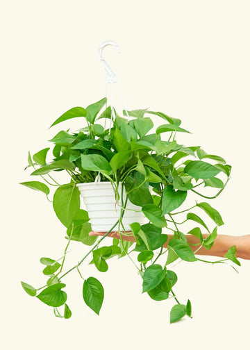 Large Pothos 'Jade' (Epipremnum aureum)