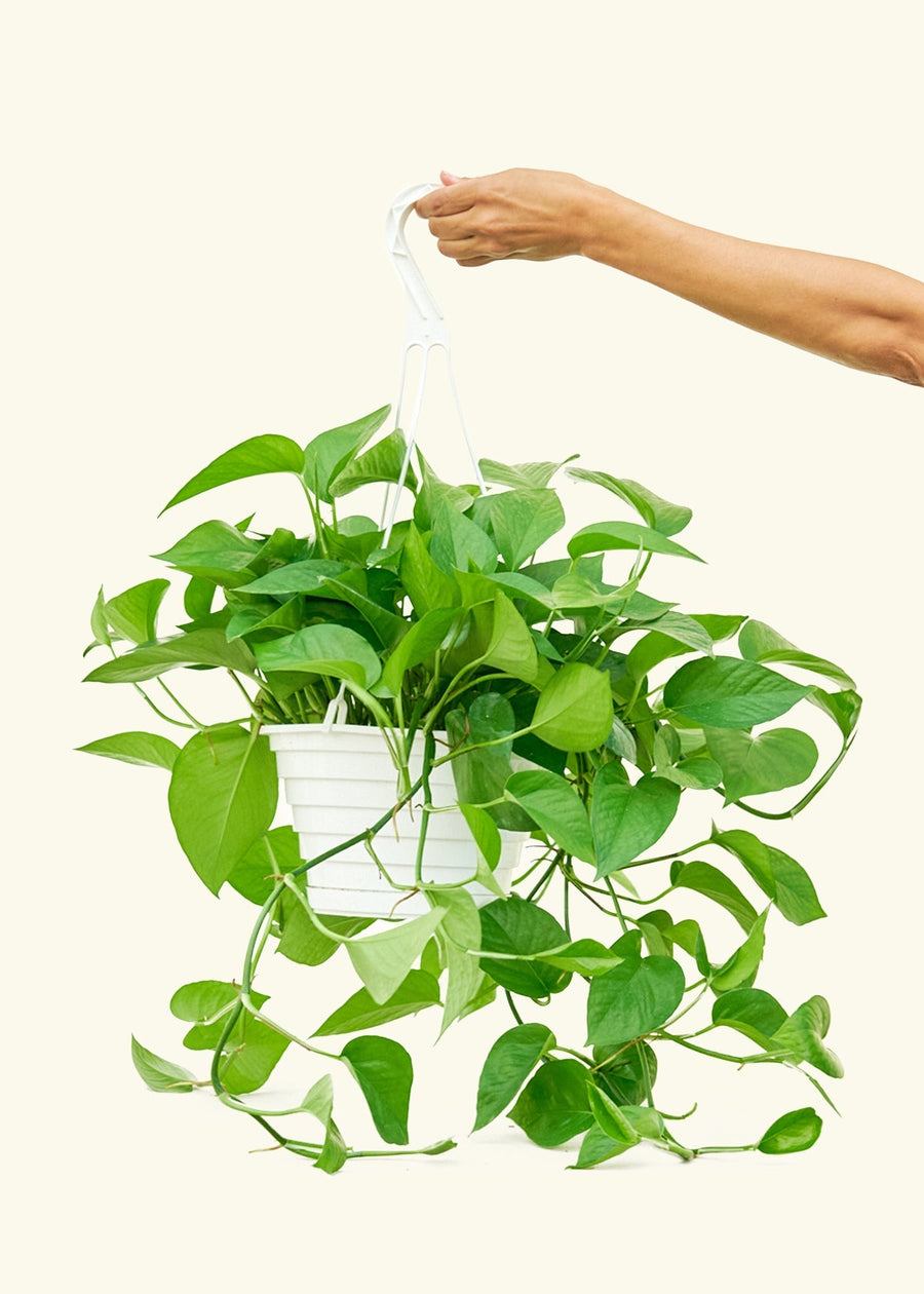 Large Pothos 'Jade' (Epipremnum aureum)