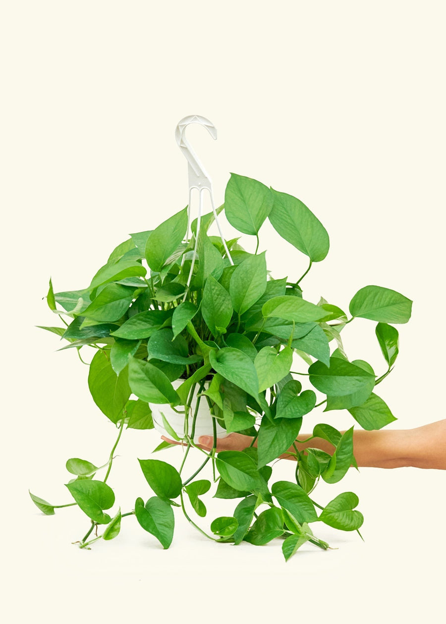 Large Pothos 'Jade' (Epipremnum aureum)