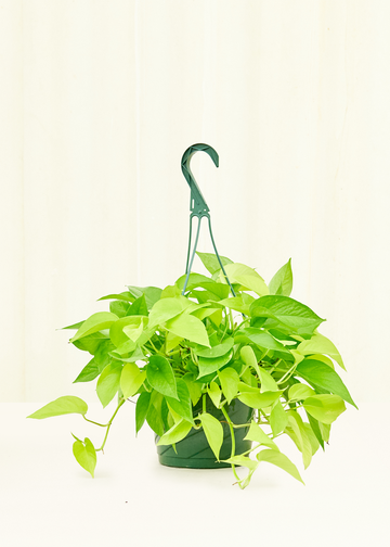 Large Neon Pothos (Epipremnum aureum)