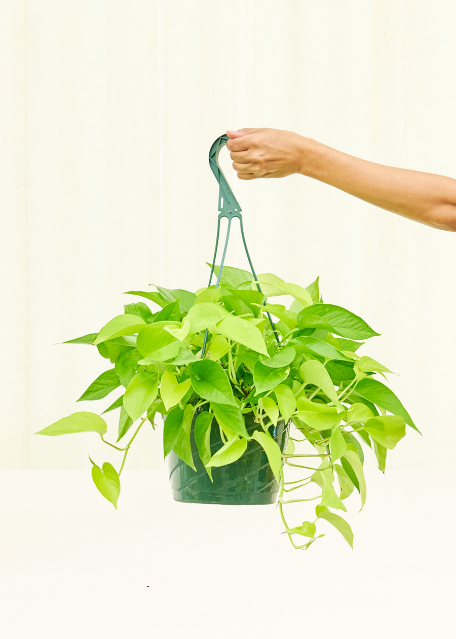 Large Neon Pothos (Epipremnum aureum)