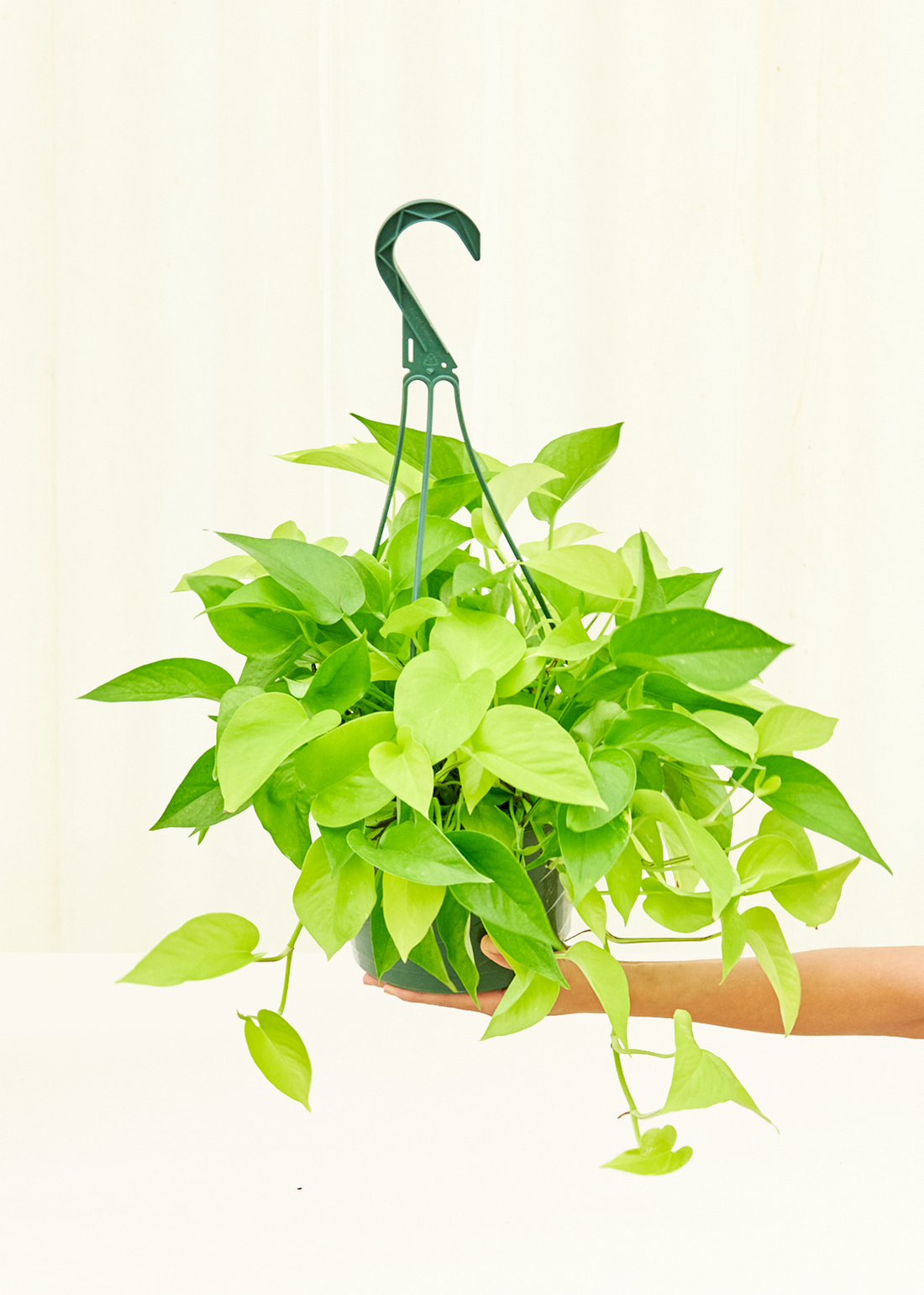 Large Neon Pothos (Epipremnum aureum)