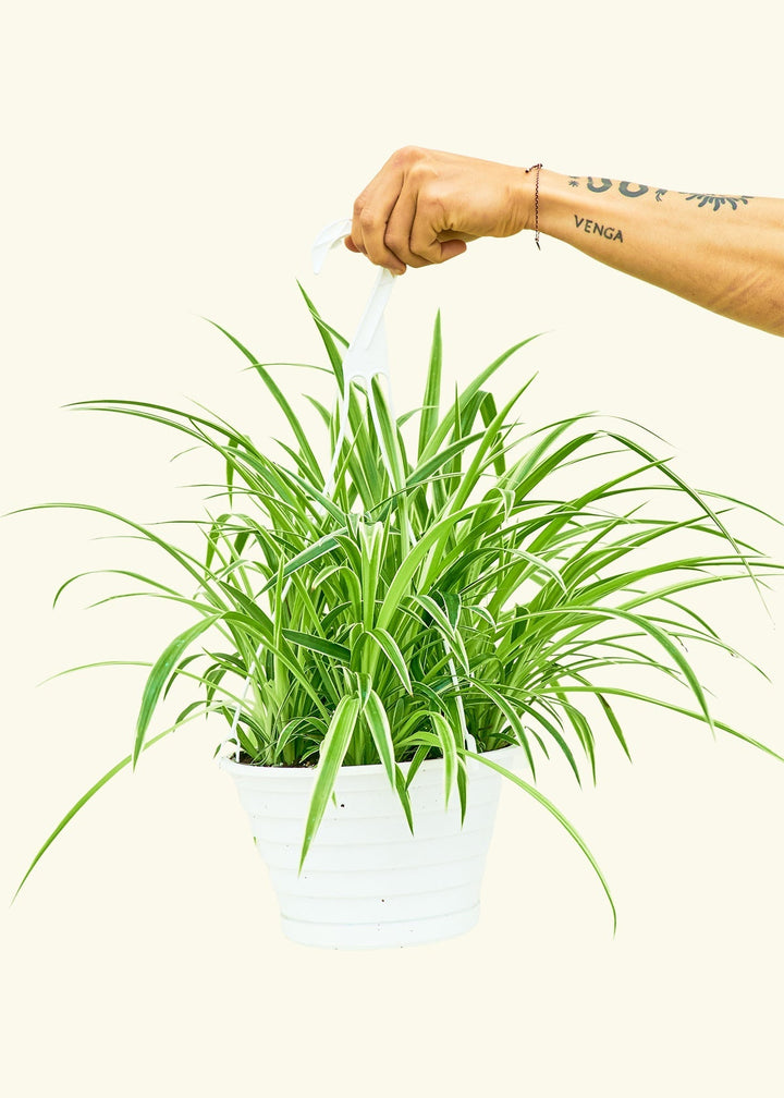 Large Spider Plant 'Reverse' (Chlorophytum comosum)