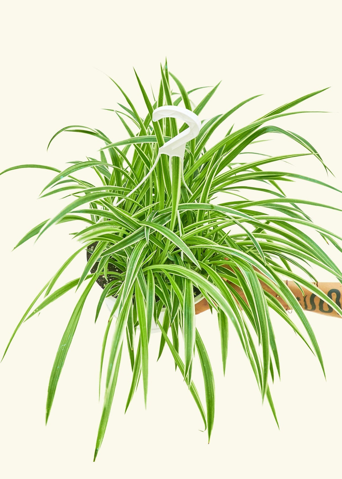 Large Spider Plant &