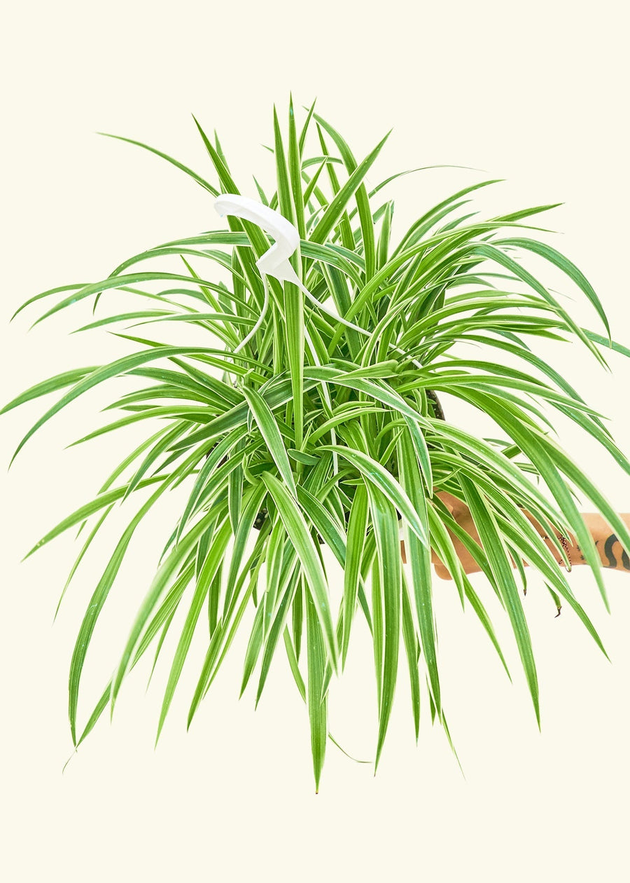 Large Spider Plant 'Reverse' (Chlorophytum comosum)