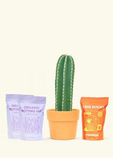 DIY Peruvian Apple Cactus Kit