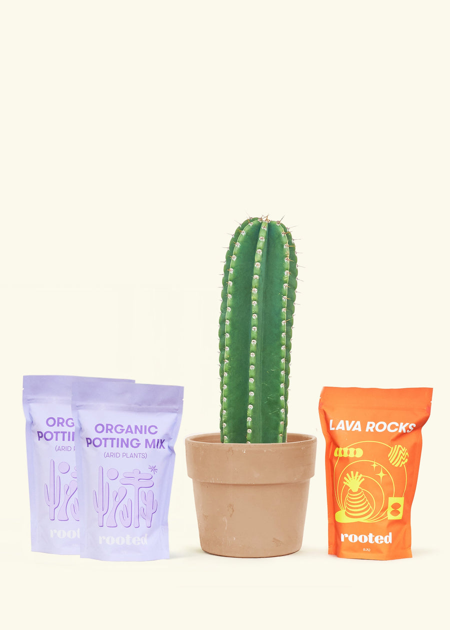 DIY Peruvian Apple Cactus Kit