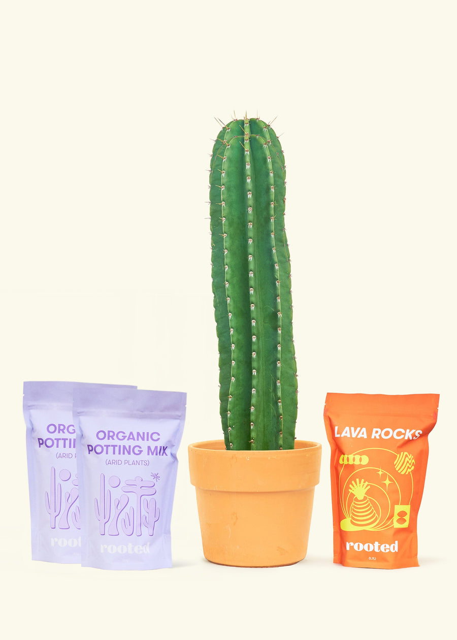 DIY Peruvian Apple Cactus Kit