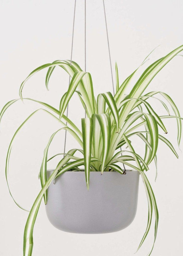 Ceramic Hanging Planter Planter Peach & Pebble 