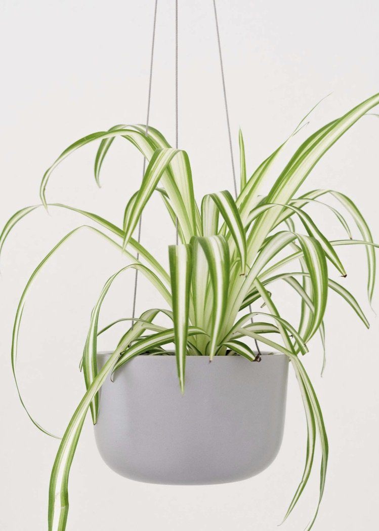 Ceramic Hanging Planter Planter Peach & Pebble 