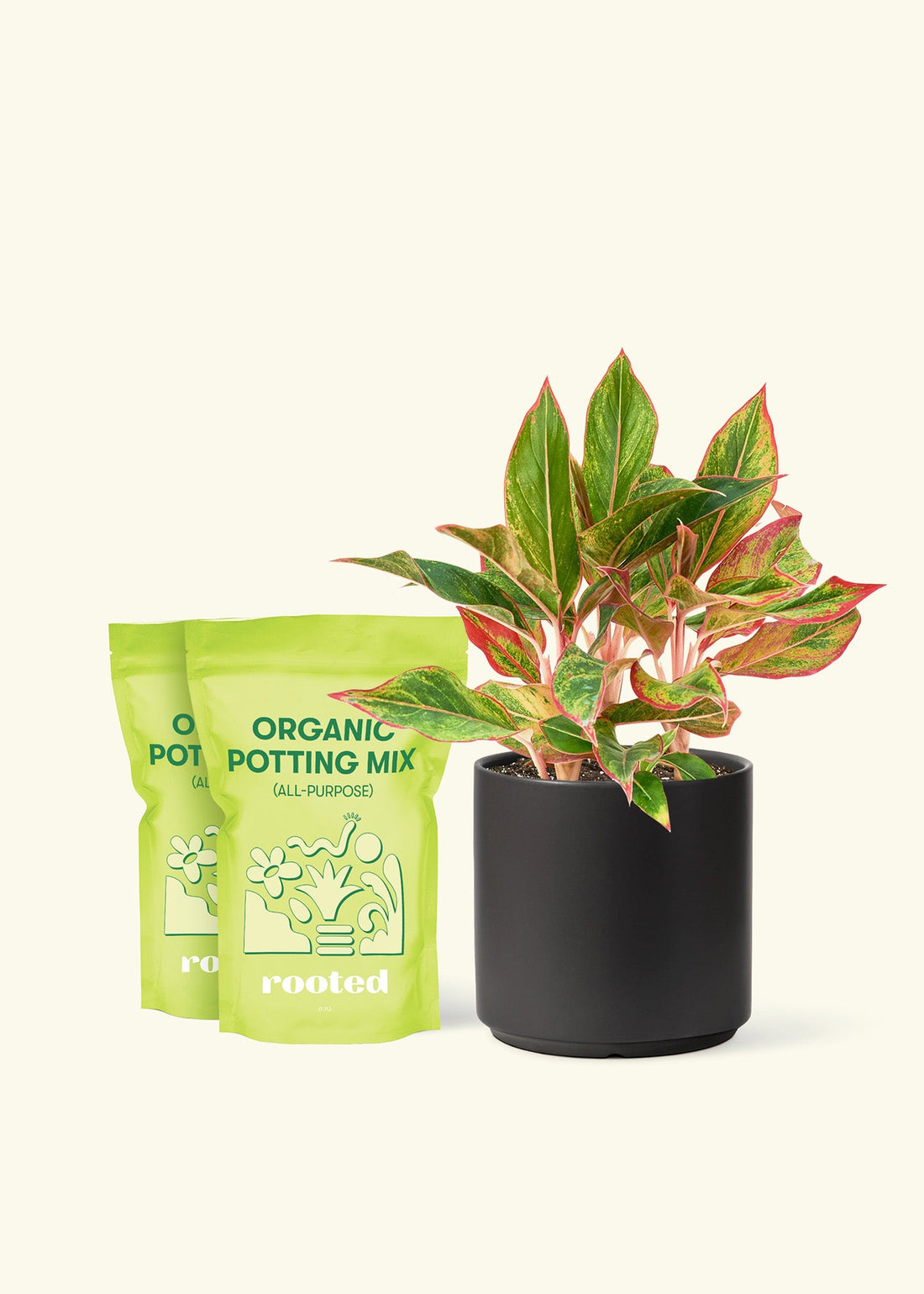 Medium Red Chinese Evergreen (Aglaonema creta) in a black cylinder pot and two bag of soil.