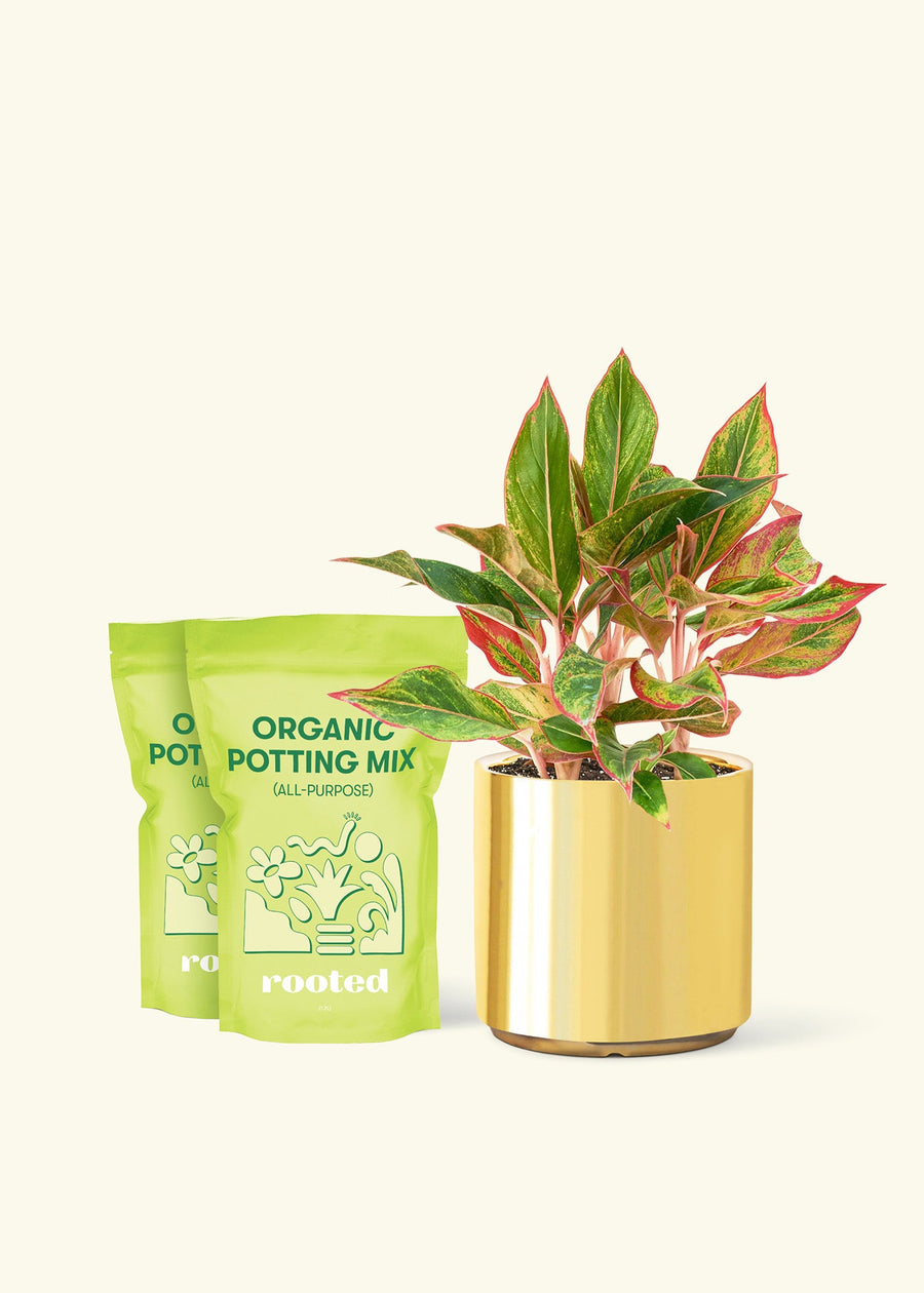 Medium Red Chinese Evergreen (Aglaonema creta) in a gold cylinder pot and two bag of soil.