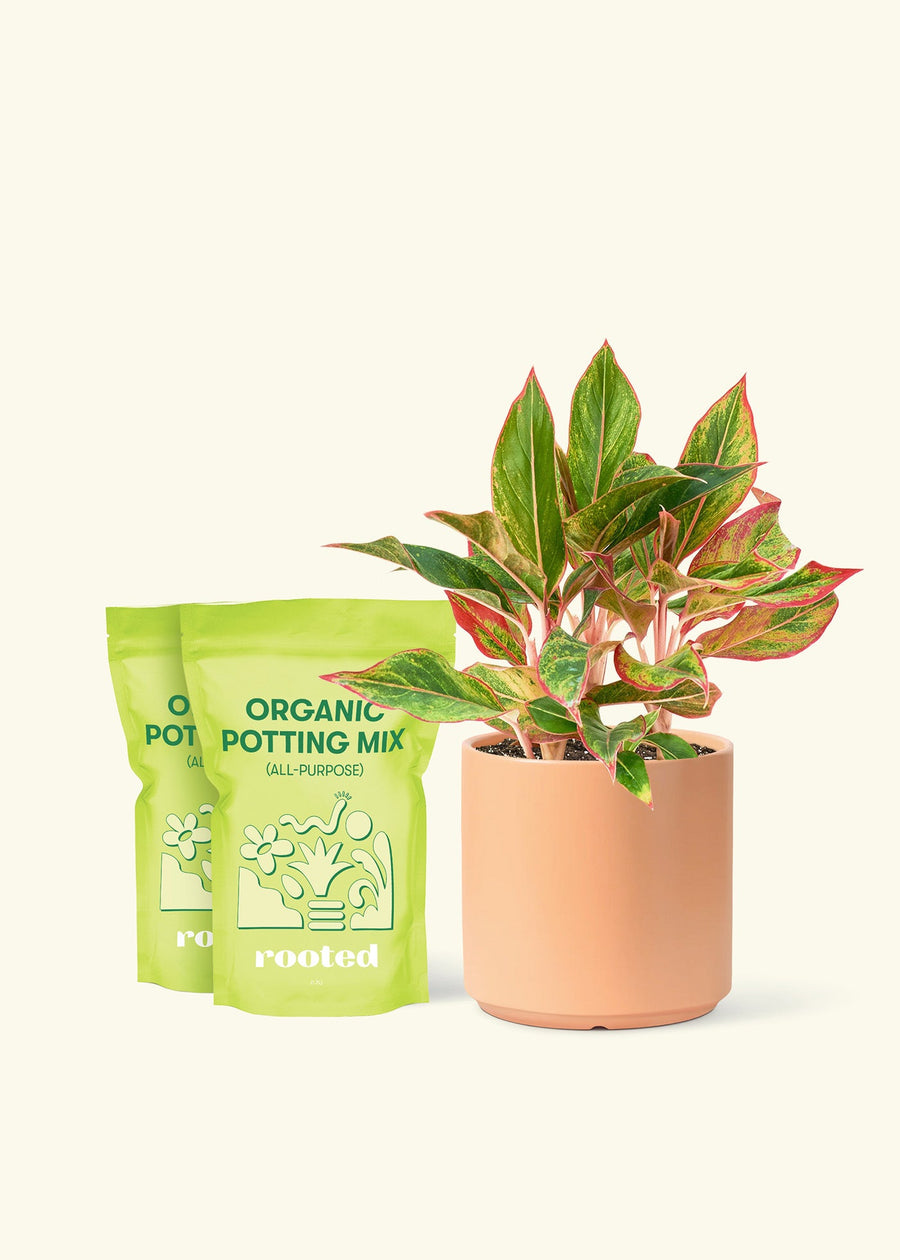 Medium Red Chinese Evergreen (Aglaonema creta) in a peach cylinder pot and two bag of soil.