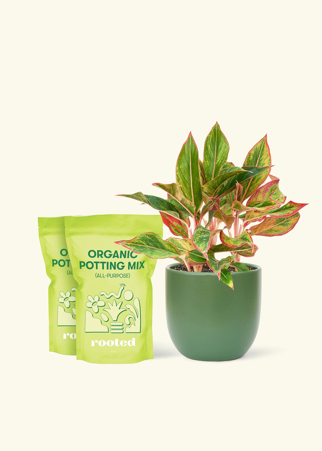 Medium Red Chinese Evergreen (Aglaonema creta) in a green rounded pot and two bag of soil.