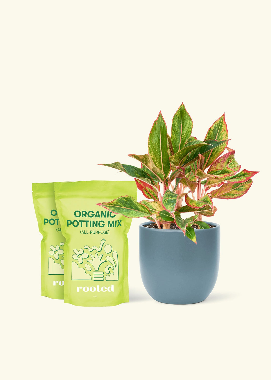 Medium Red Chinese Evergreen (Aglaonema creta) in a indigo rounded pot and two bag of soil.