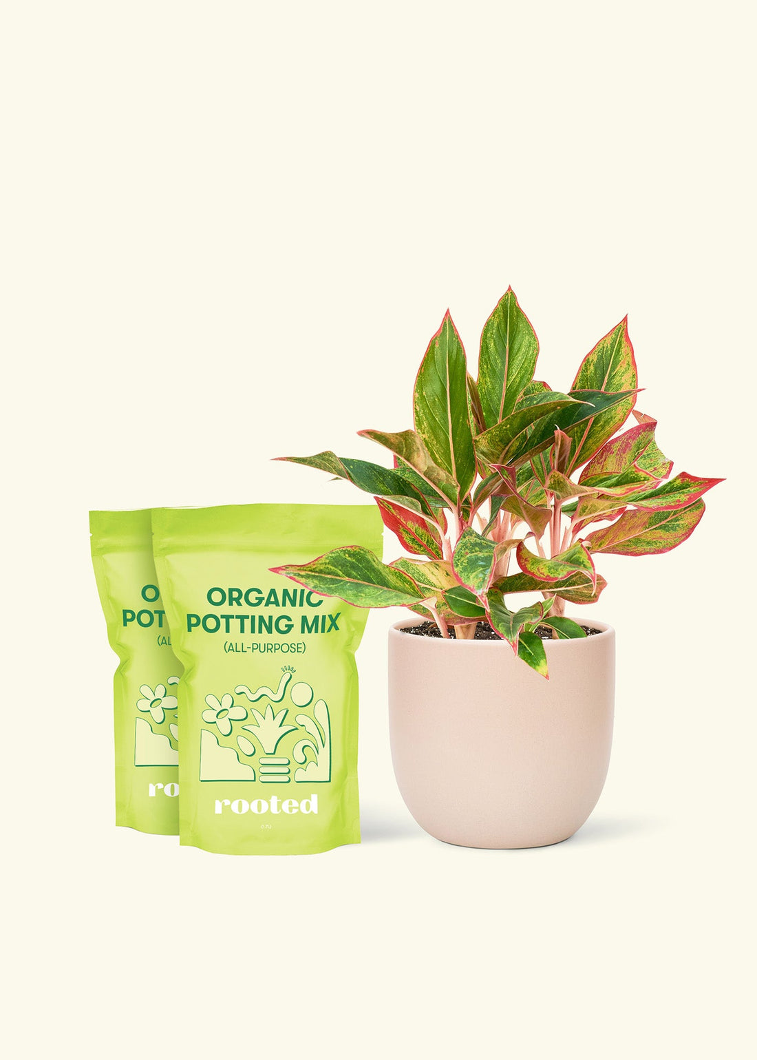 Medium Red Chinese Evergreen (Aglaonema creta) in a pink rounded pot and two bag of soil.