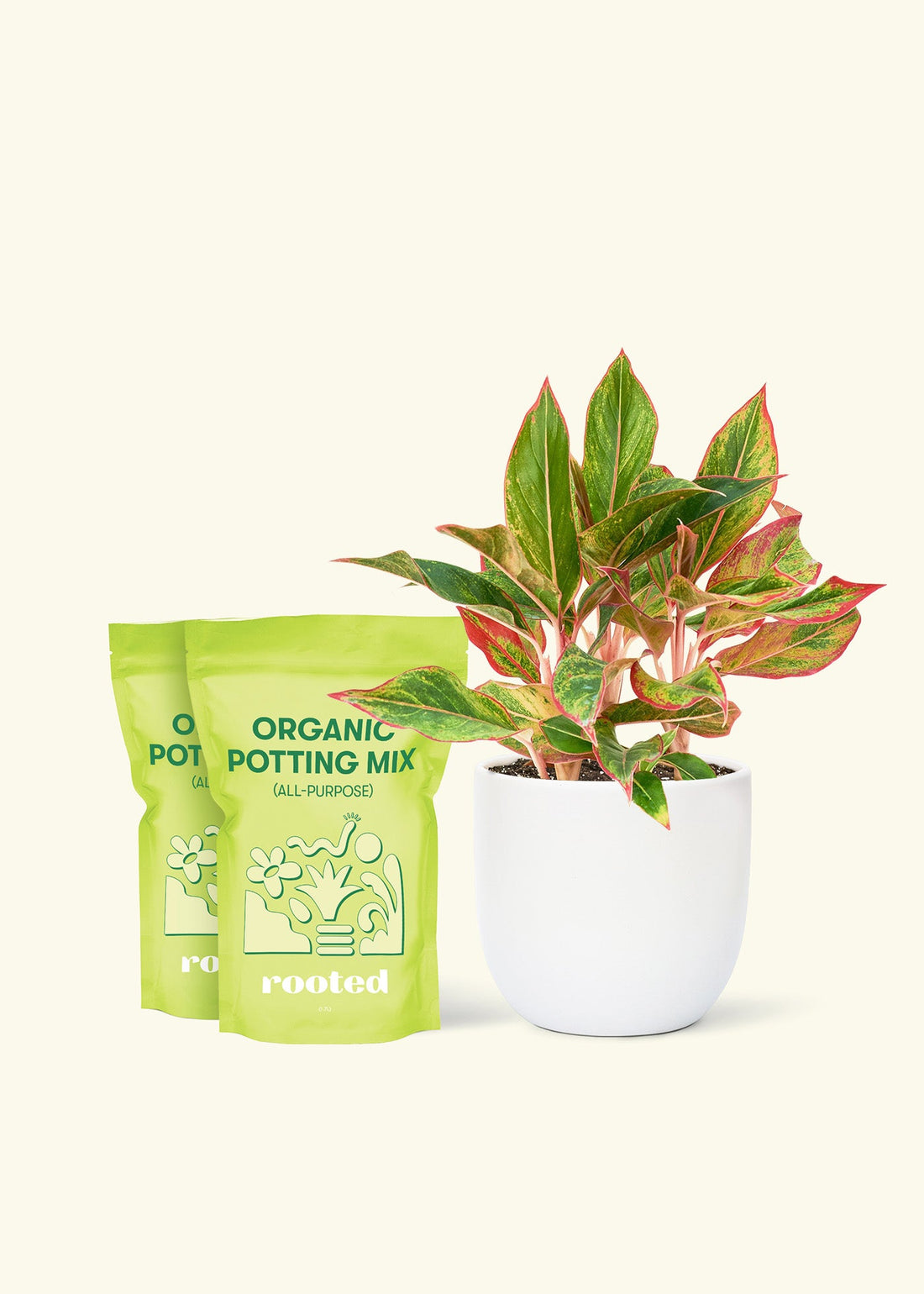 Medium Red Chinese Evergreen (Aglaonema creta) in a white rounded pot and two bag of soil.