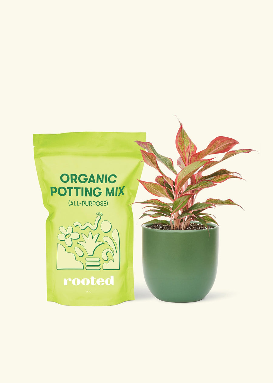 Small Red Chinese Evergreen (Aglaonema creta) in a green rounded pot and a bag of soil.