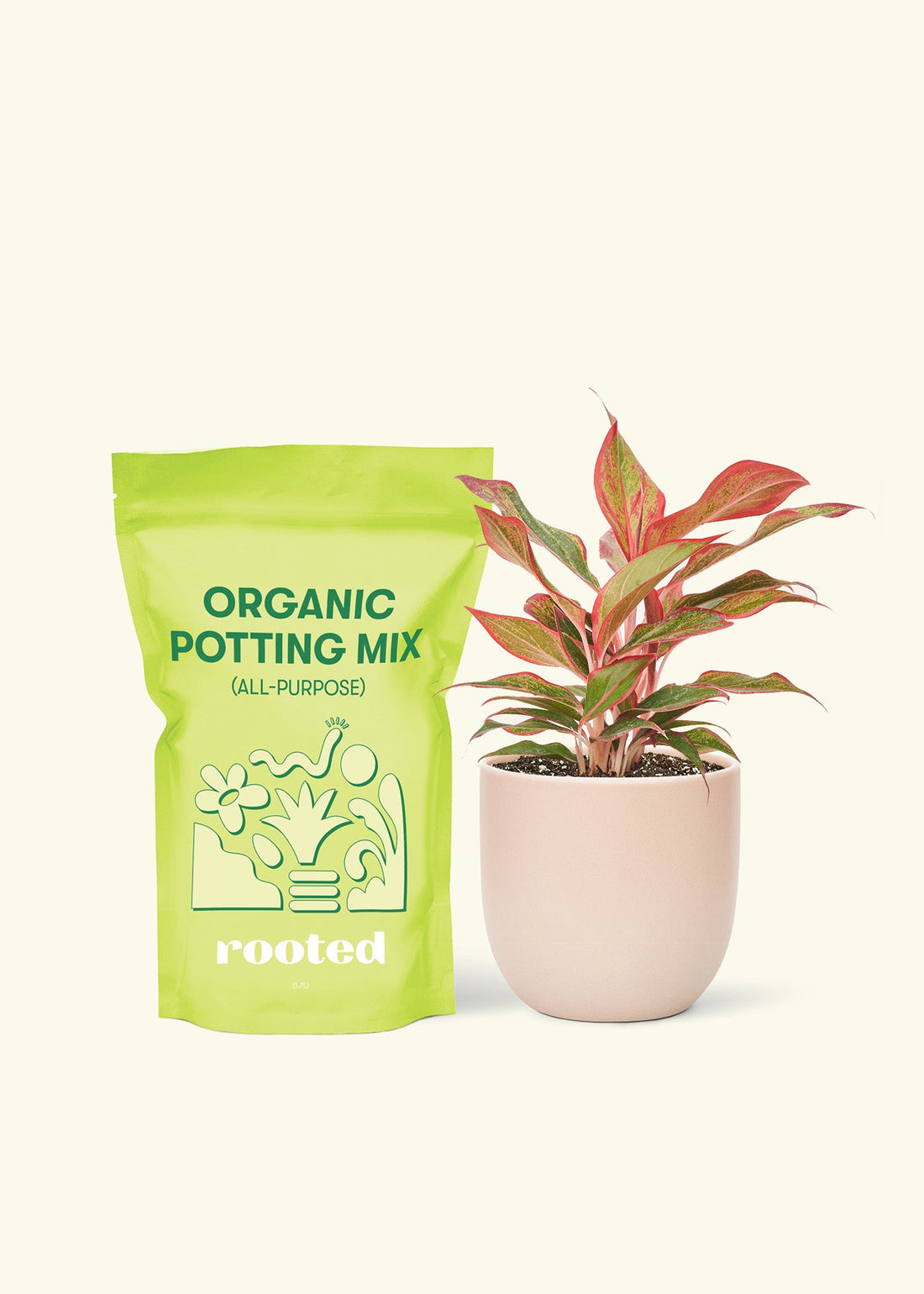 Small Red Chinese Evergreen (Aglaonema creta) in a pink rounded pot and a bag of soil.