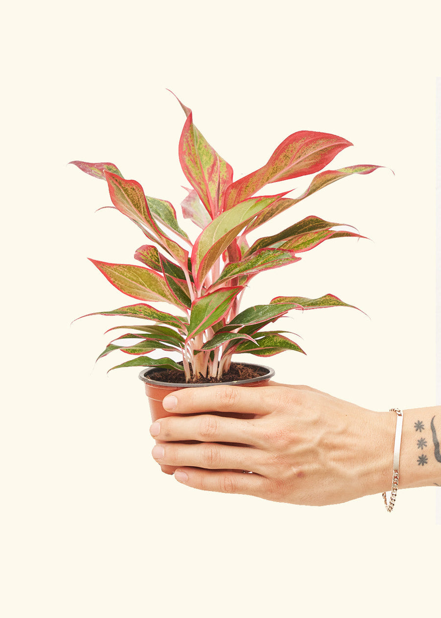 Small Red Chinese Evergreen (Aglaonema creta) in a grow pot.