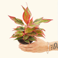 Small Red Chinese Evergreen (Aglaonema creta) in a grow pot.