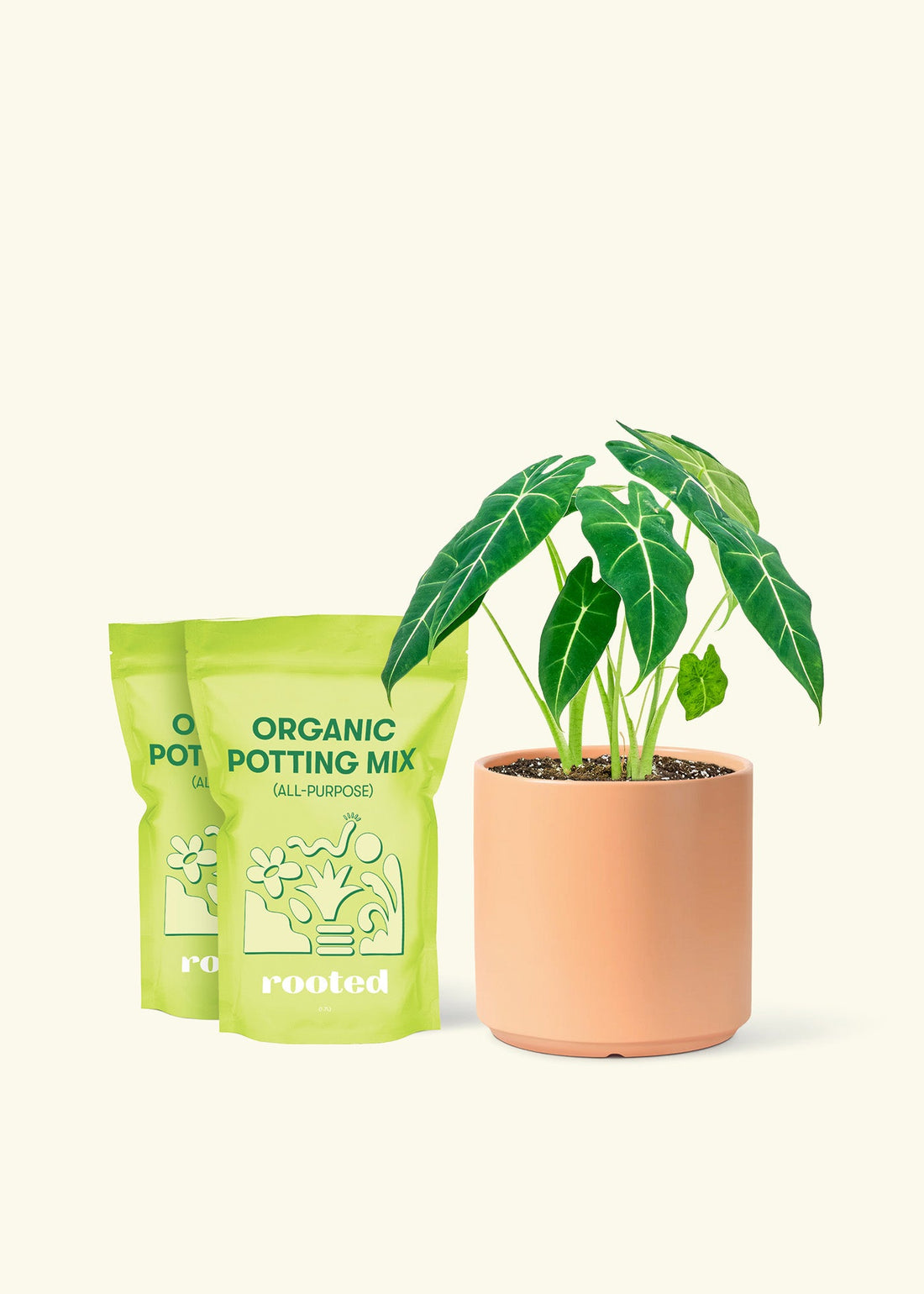 Medium Alocasia Frydek (Alocasia micholitziana) in a peach cylinder pot and 2 bags of soil.