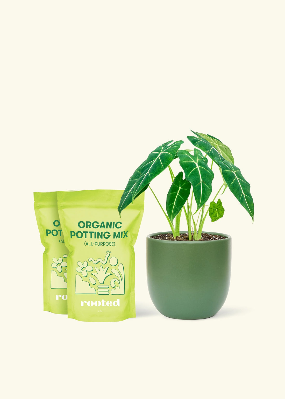 Medium Alocasia Frydek (Alocasia micholitziana) in a pink rounded pot and 2 bags of soil. Medium Alocasia Frydek (Alocasia micholitziana) in a green rounded pot and 2 bags of soil.