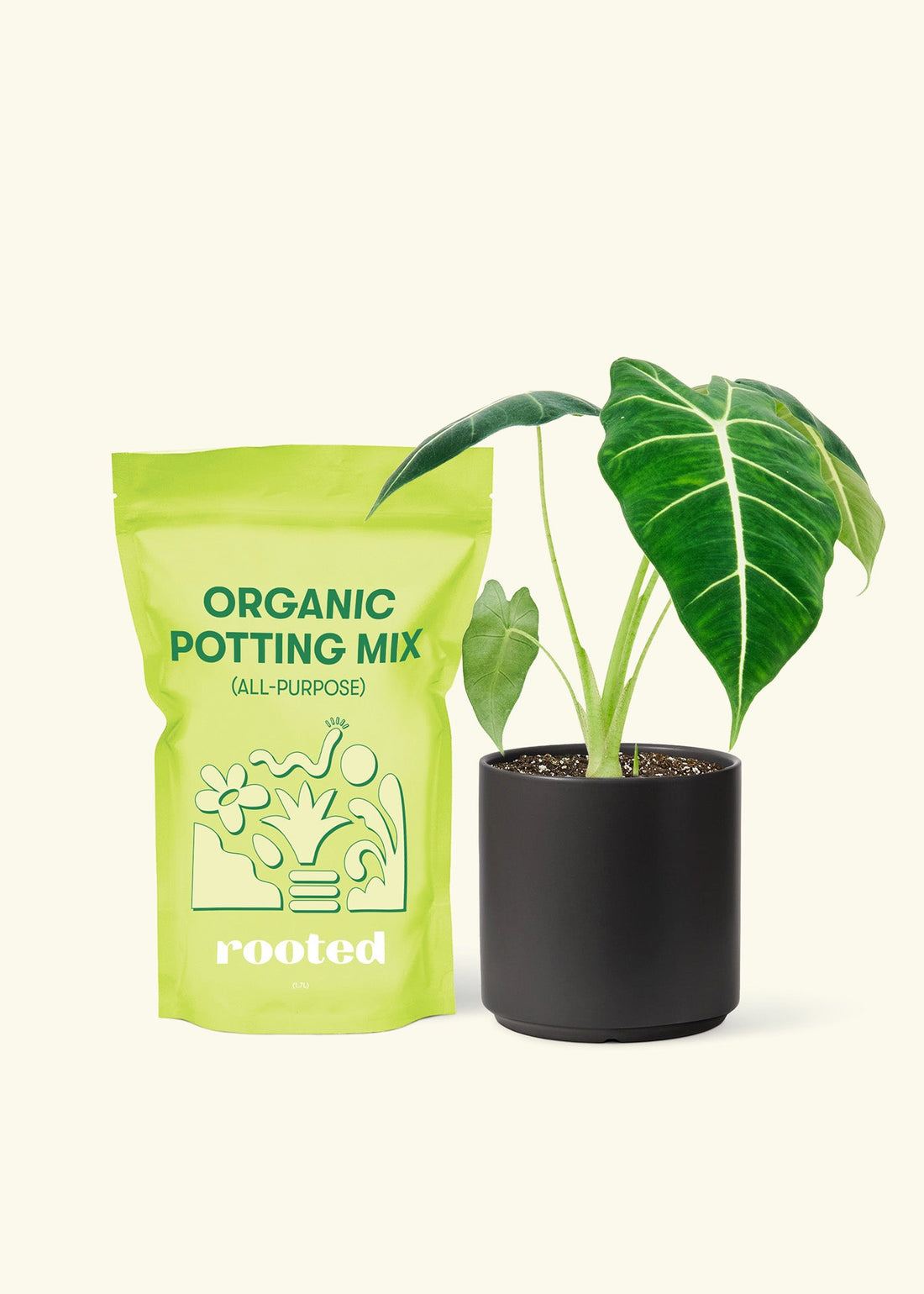 Small Alocasia Frydek in a black cylinder pot and a bag of soil.