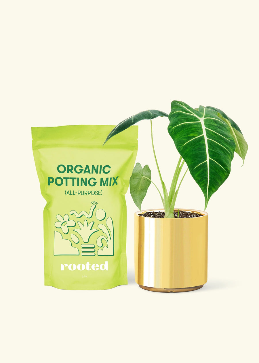 Small Alocasia Frydek in a gold cylinder pot and a bag of soil.