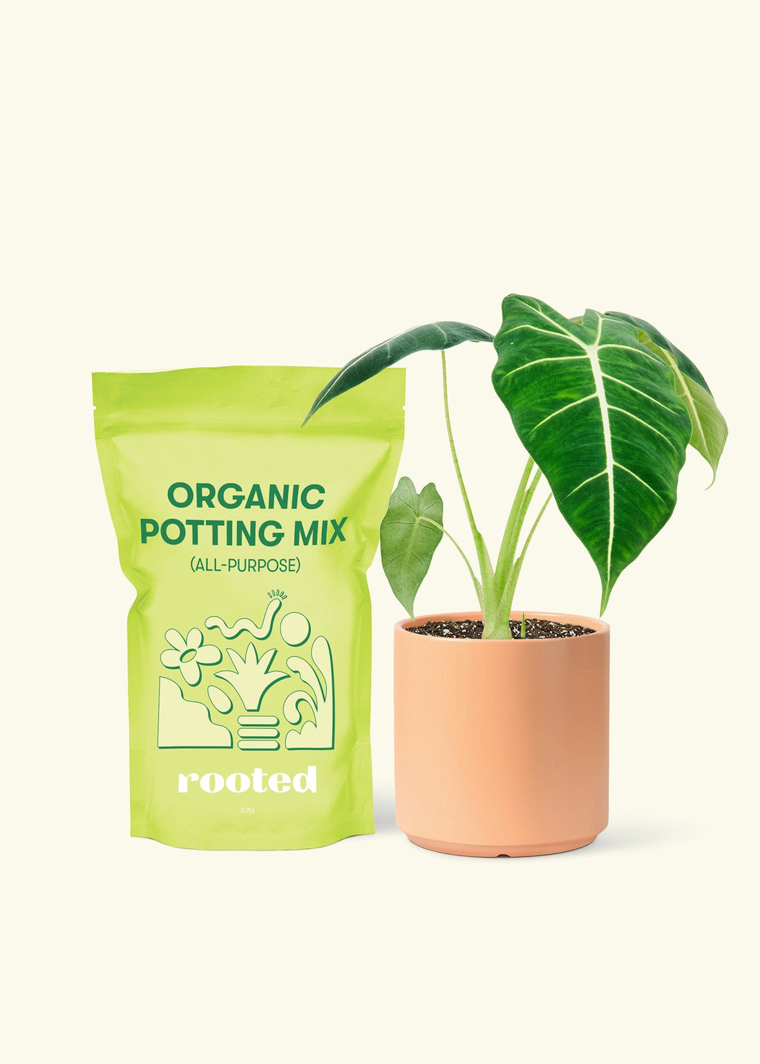 Small Alocasia Frydek in a peach cylinder pot and a bag of soil.