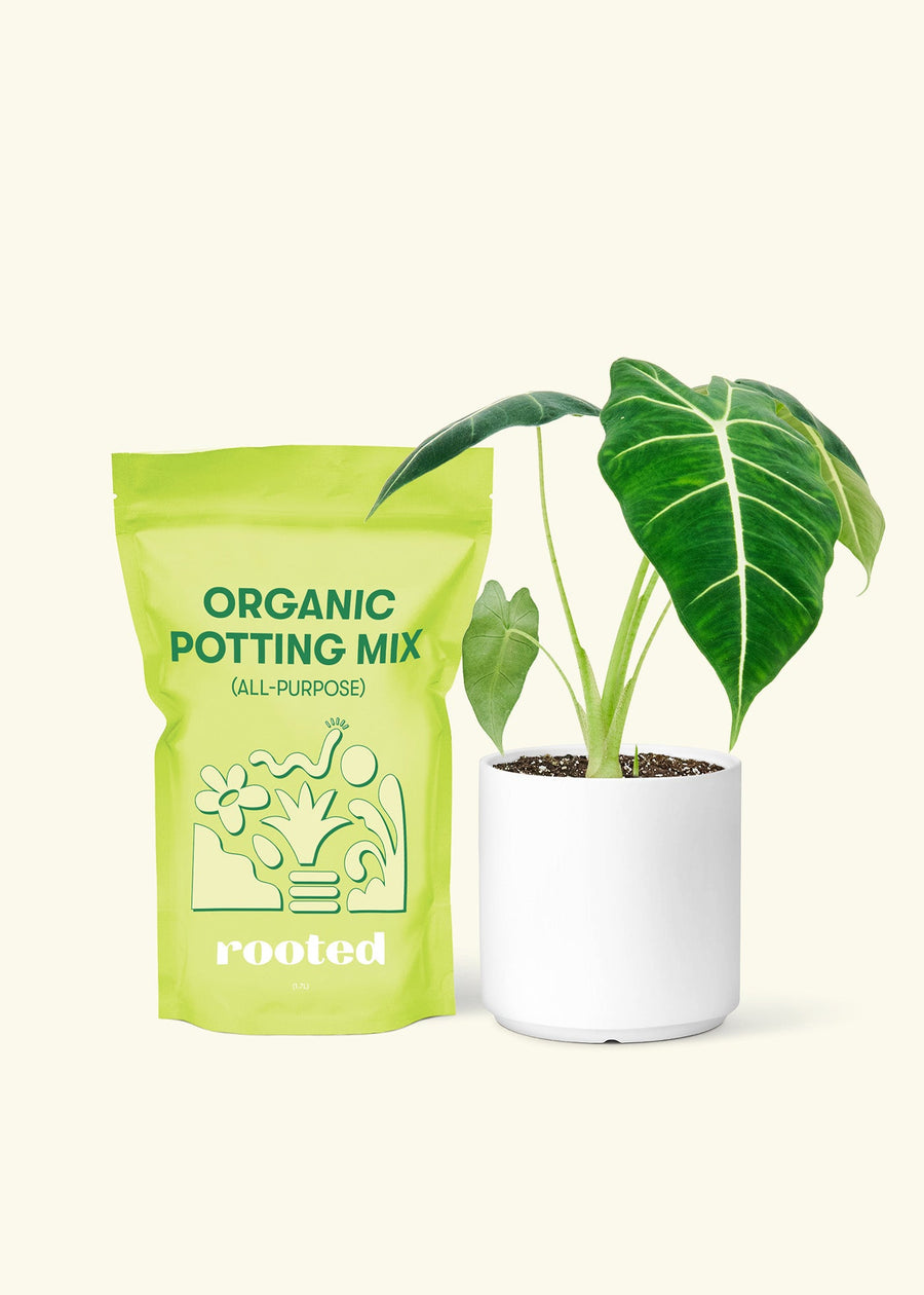 Alocasia 'Frydek', Small