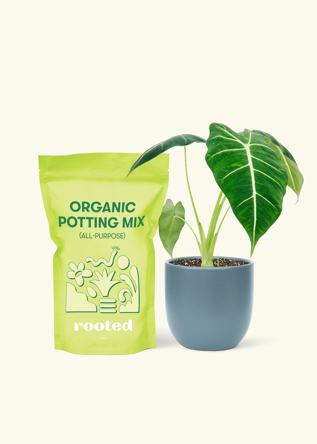 Alocasia &