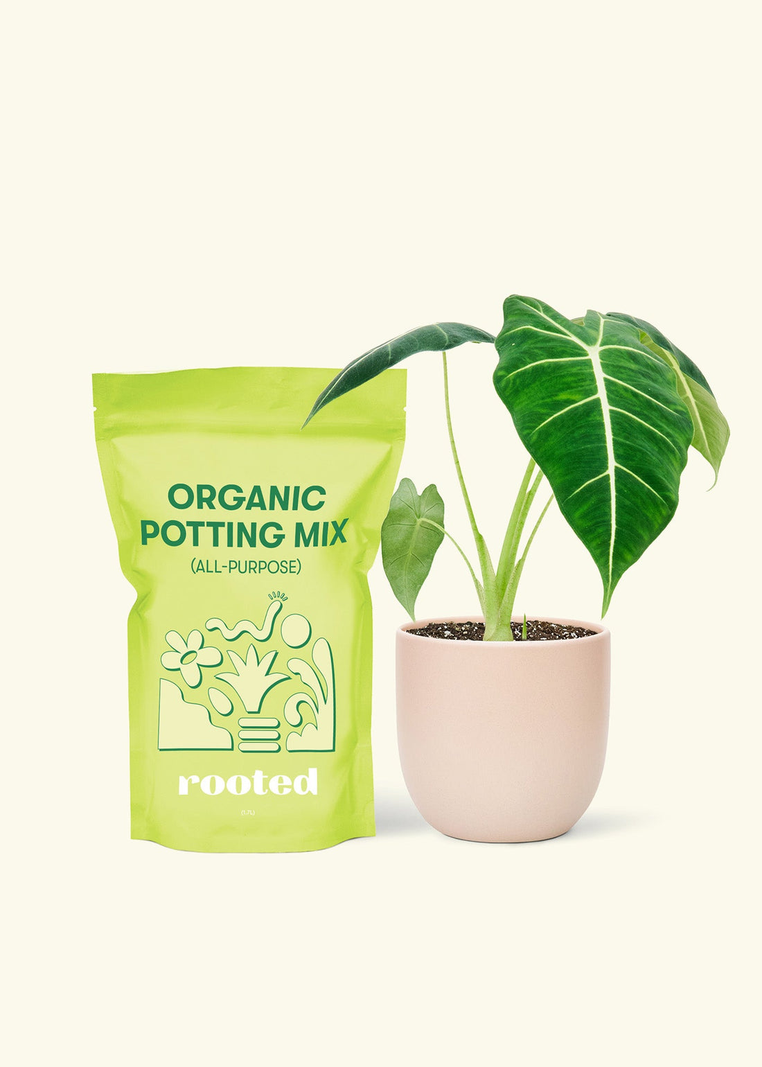Alocasia &