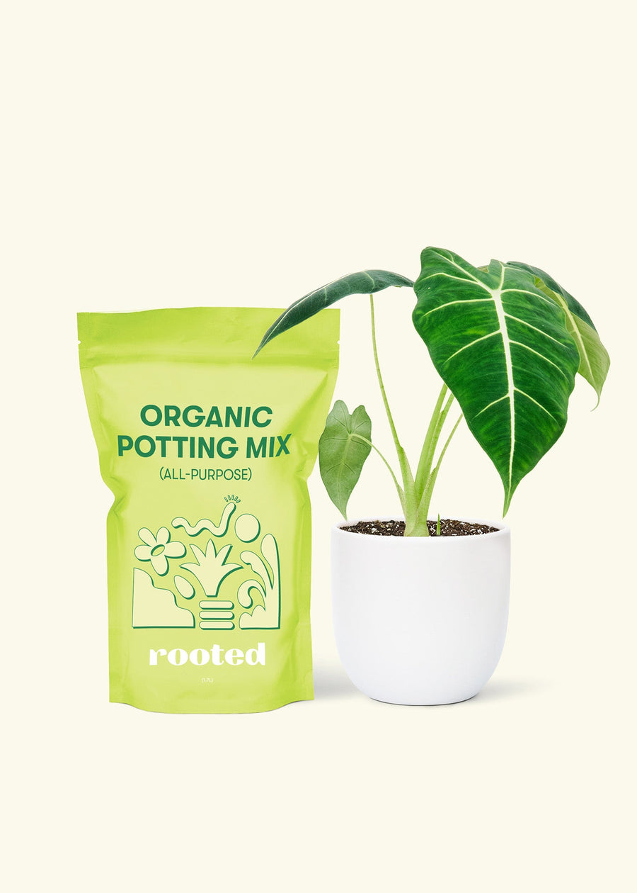 Small Alocasia Frydekd in a white round pot and a bag of soil.