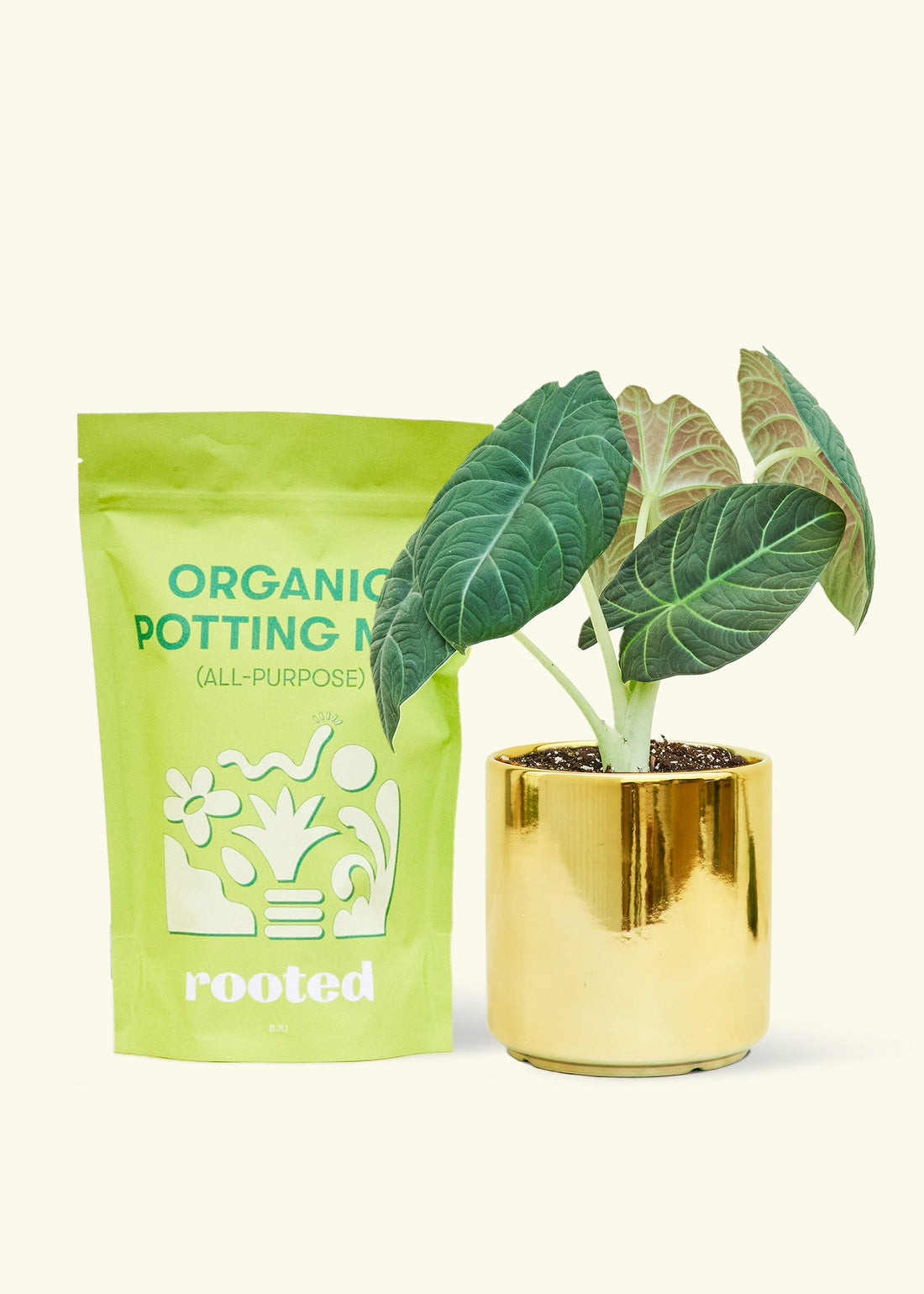 A bag of Organic Potting Mix to the left of a Alocasia maharani in a gold cylinder ceramic pot.