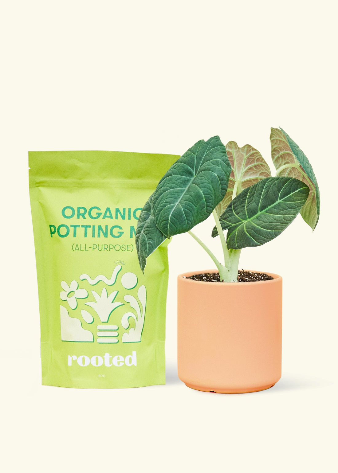 A bag of Organic Potting Mix to the left of a Alocasia maharani in a peach cylinder ceramic pot.