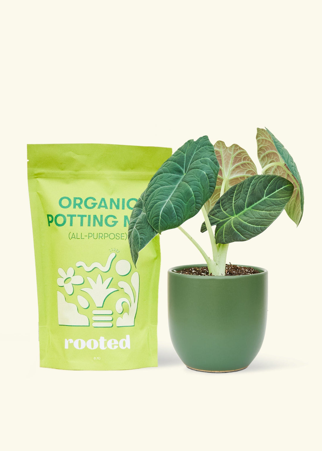 A bag of Organic Potting Mix to the left of a Alocasia maharani in a forest rounded ceramic pot.