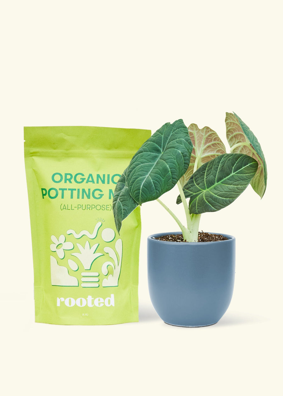 A bag of Organic Potting Mix to the left of a Alocasia maharani in a indigo rounded ceramic pot.