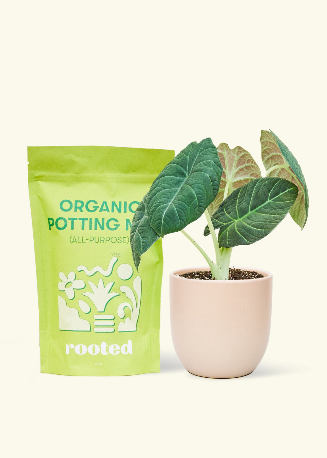 A bag of Organic Potting Mix to the left of a Alocasia maharani in a pink rounded ceramic pot.