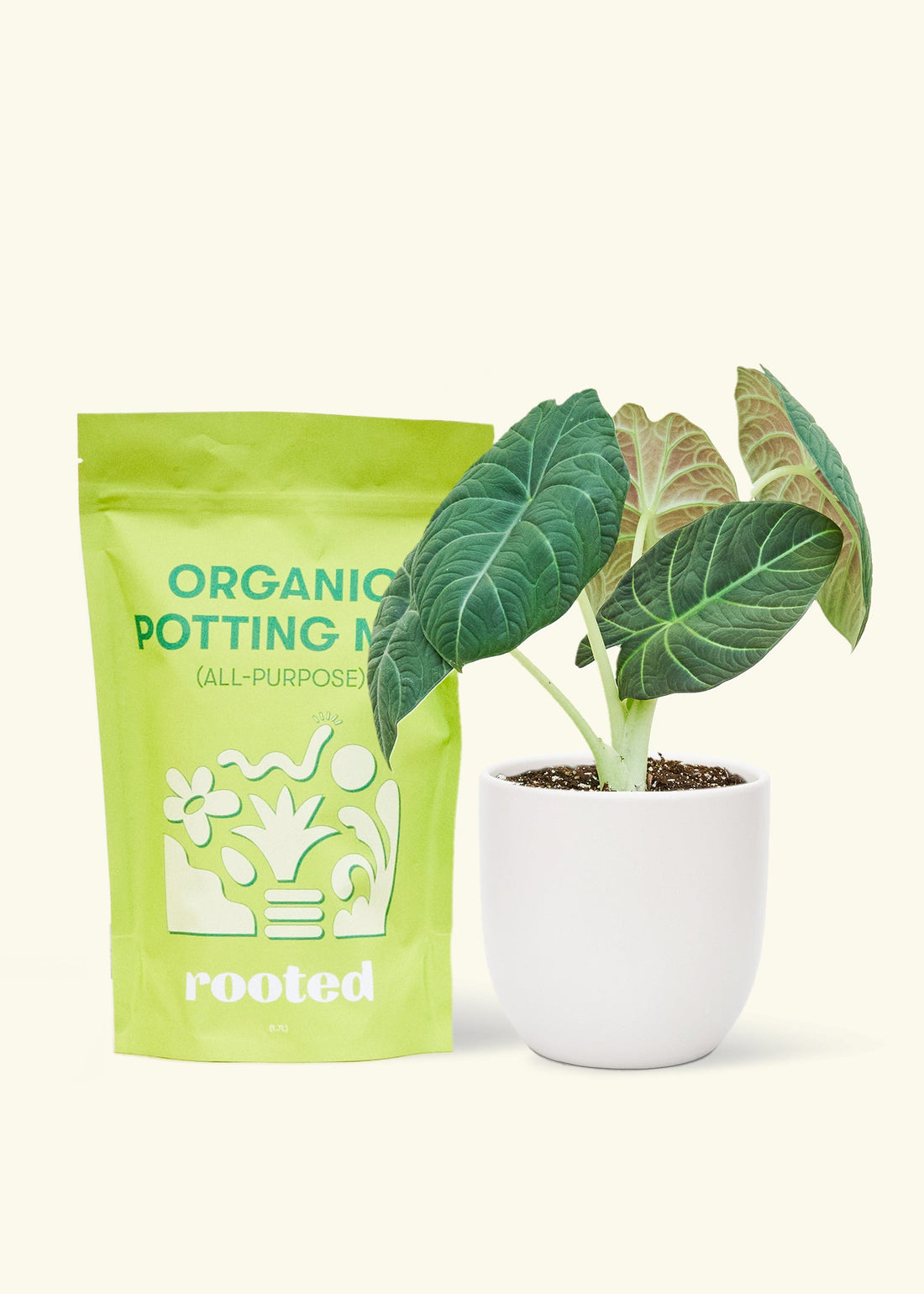 A bag of Organic Potting Mix to the left of a Alocasia maharani in a white rounded ceramic pot.