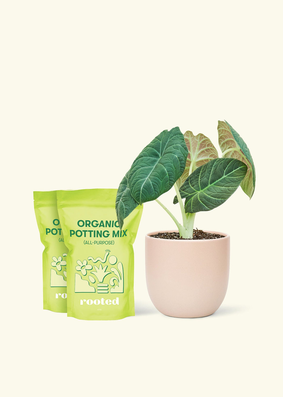 Alocasia &