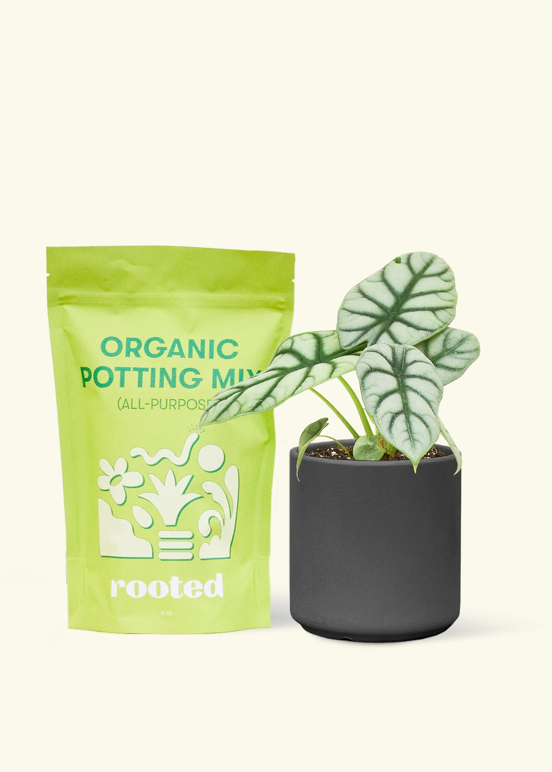 A bag of Organic Potting Mix to the left of a Alocasia &