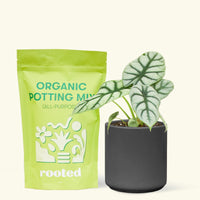 A bag of Organic Potting Mix to the left of a Alocasia 'Silver Dragon' in a black cylinder ceramic pot.