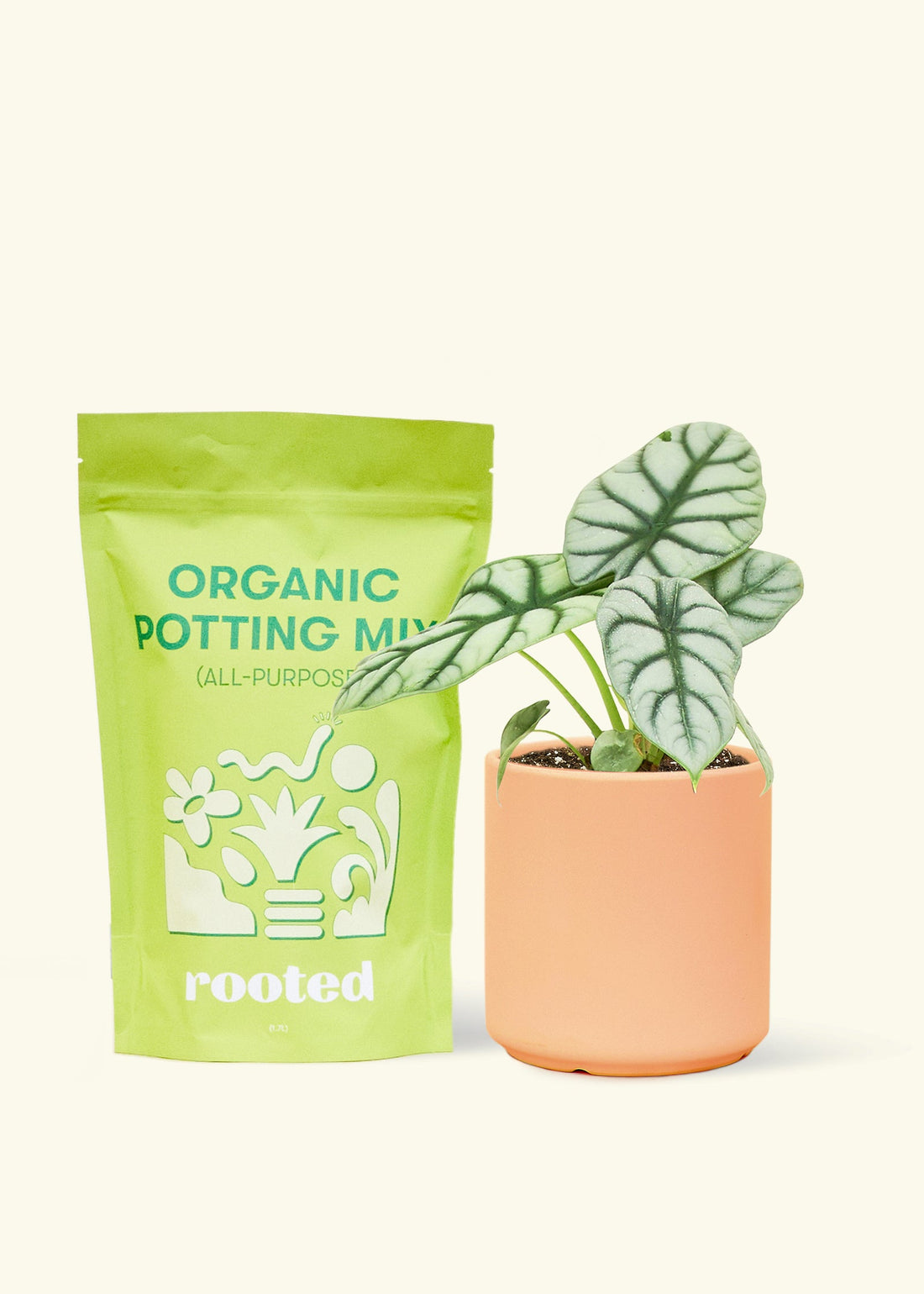 A bag of Organic Potting Mix to the left of a Alocasia &