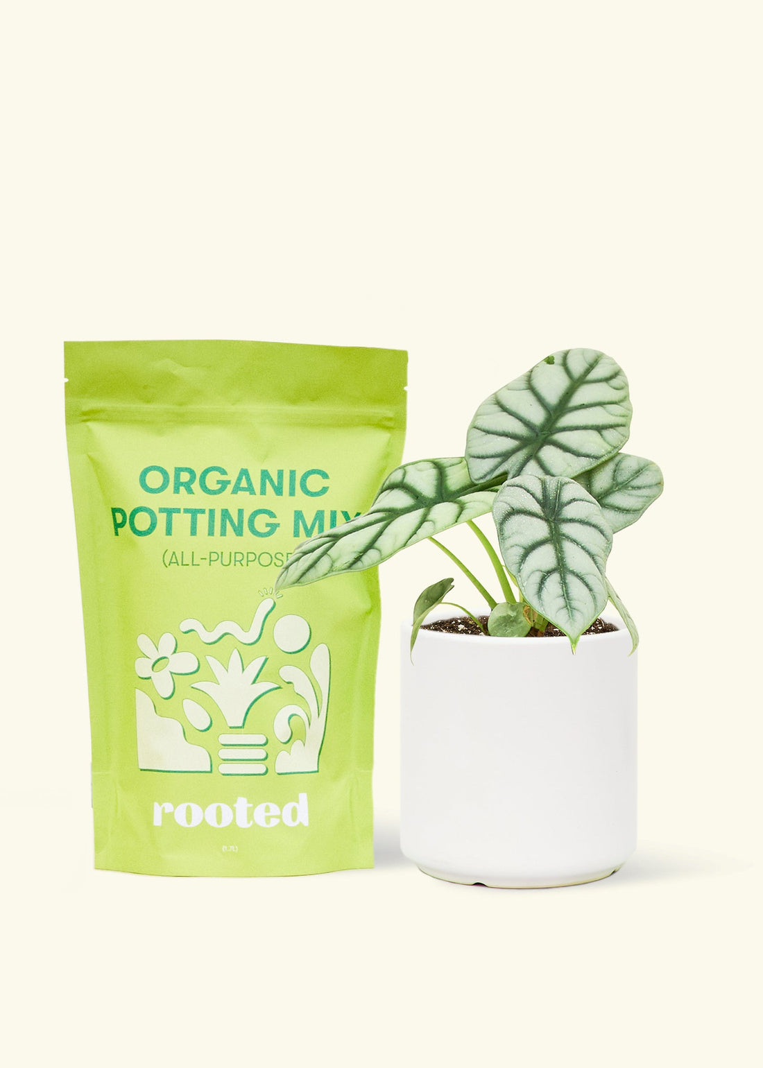 A bag of Organic Potting Mix to the left of a Alocasia &