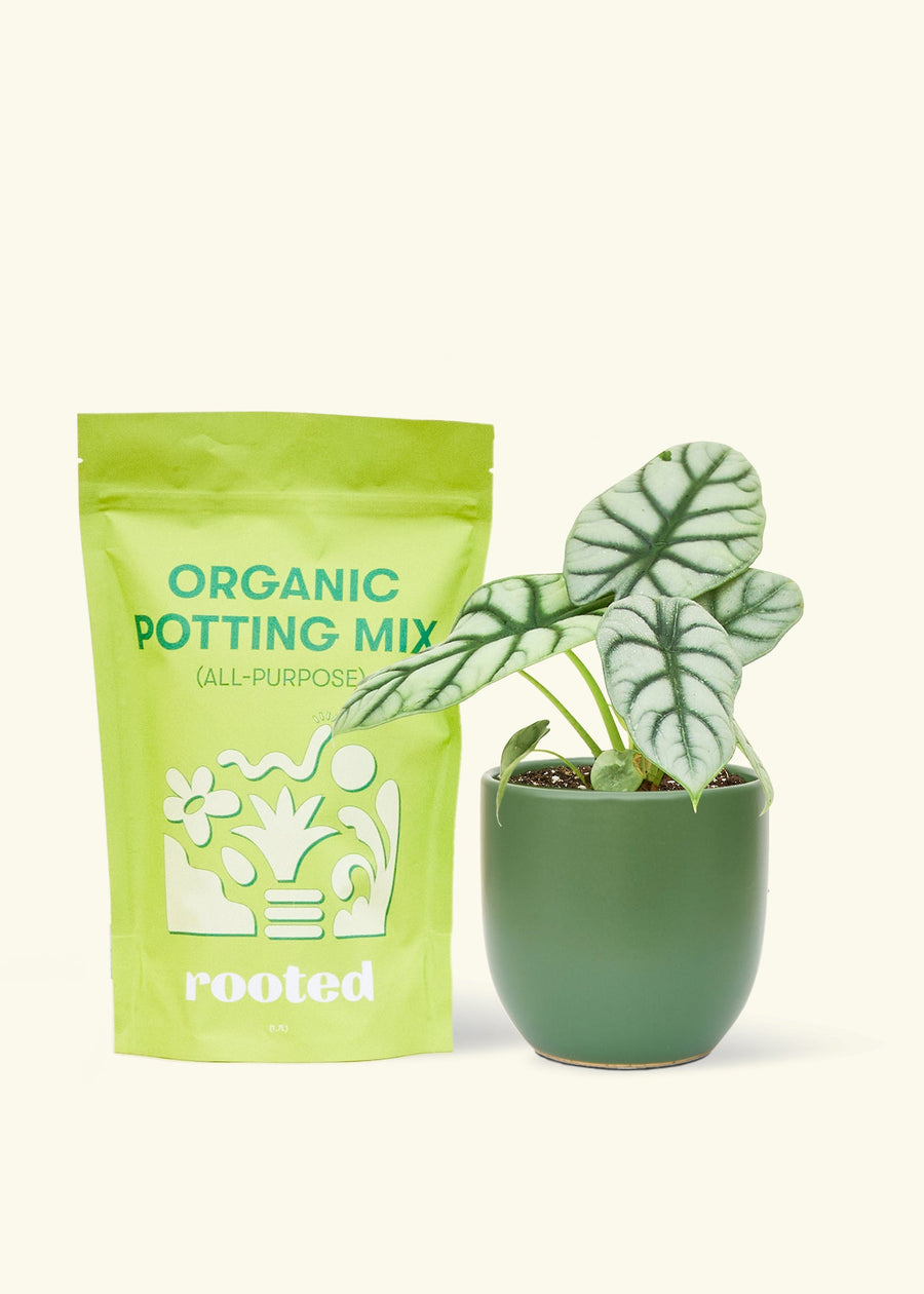 A bag of Organic Potting Mix to the left of a Alocasia 'Silver Dragon' in a forest rounded ceramic pot.