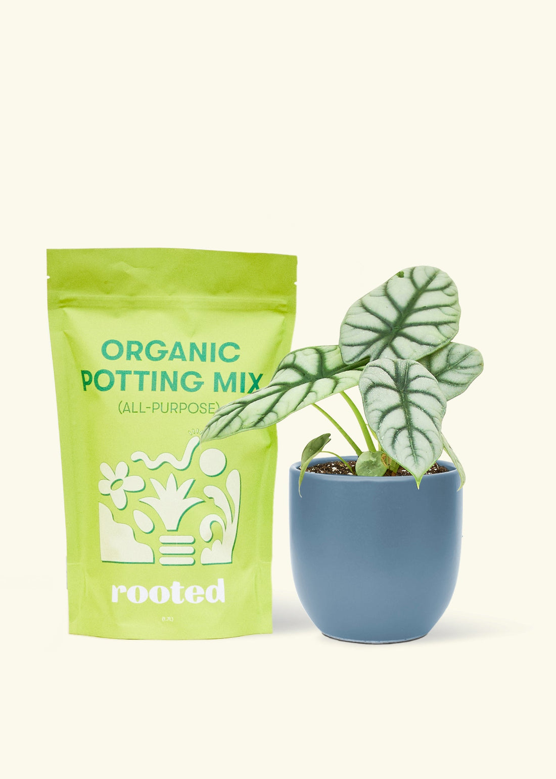 A bag of Organic Potting Mix to the left of a Alocasia &