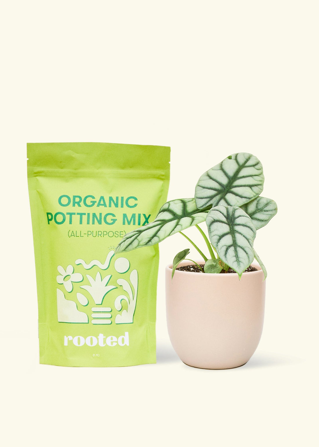 A bag of Organic Potting Mix to the left of a Alocasia &