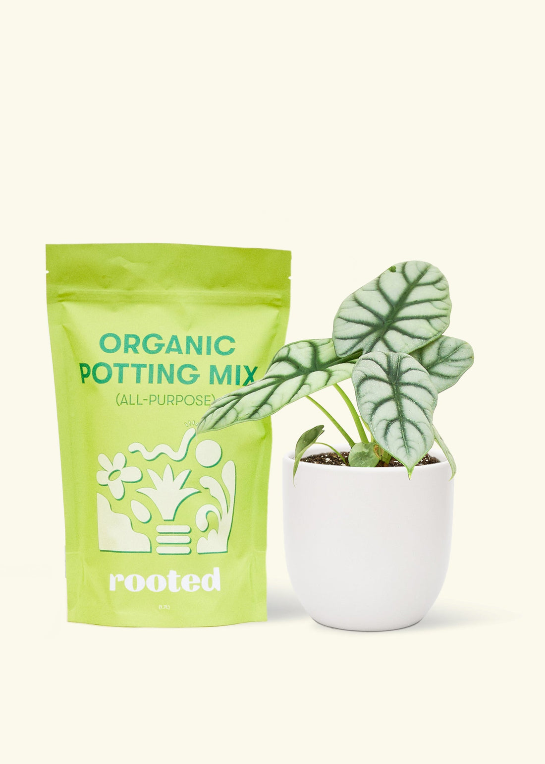 A bag of Organic Potting Mix to the left of a Alocasia &